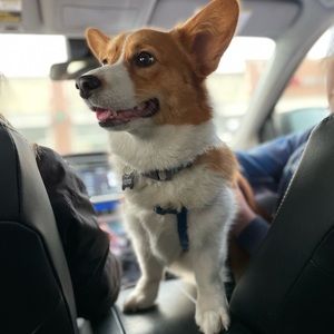 Meet your Posher, Evie